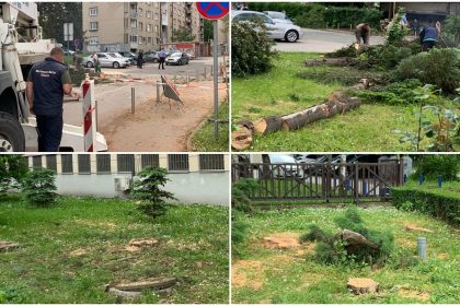 1705_sjeca_stabla