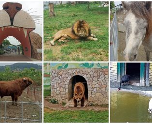 2406_zoo