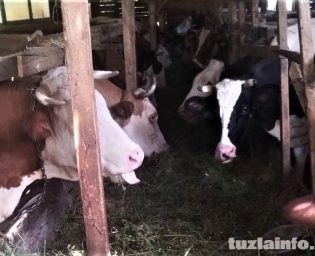 Farma muznih krava u tuzlanskom naselju Momanovo