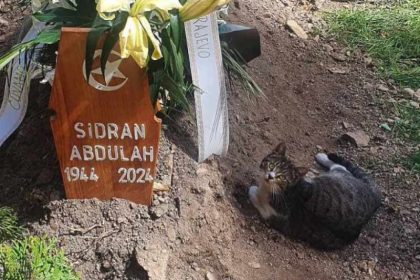 3003_sidran_macka