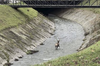 jelen_tuzla