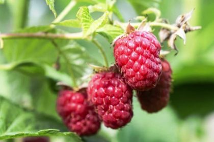 1308 maline