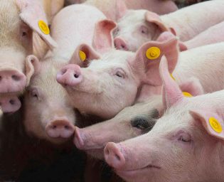 Livestock breeding. Group of pigs in farm yard.